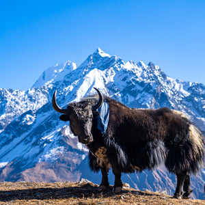 Tibetische Frischkäse Momos – Ein Hauch von Himalaya